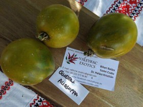 Queen Aliquippa paradicsom - Paradicsom különlegességek az Egzotikus Növények Stúdiója kínálatából